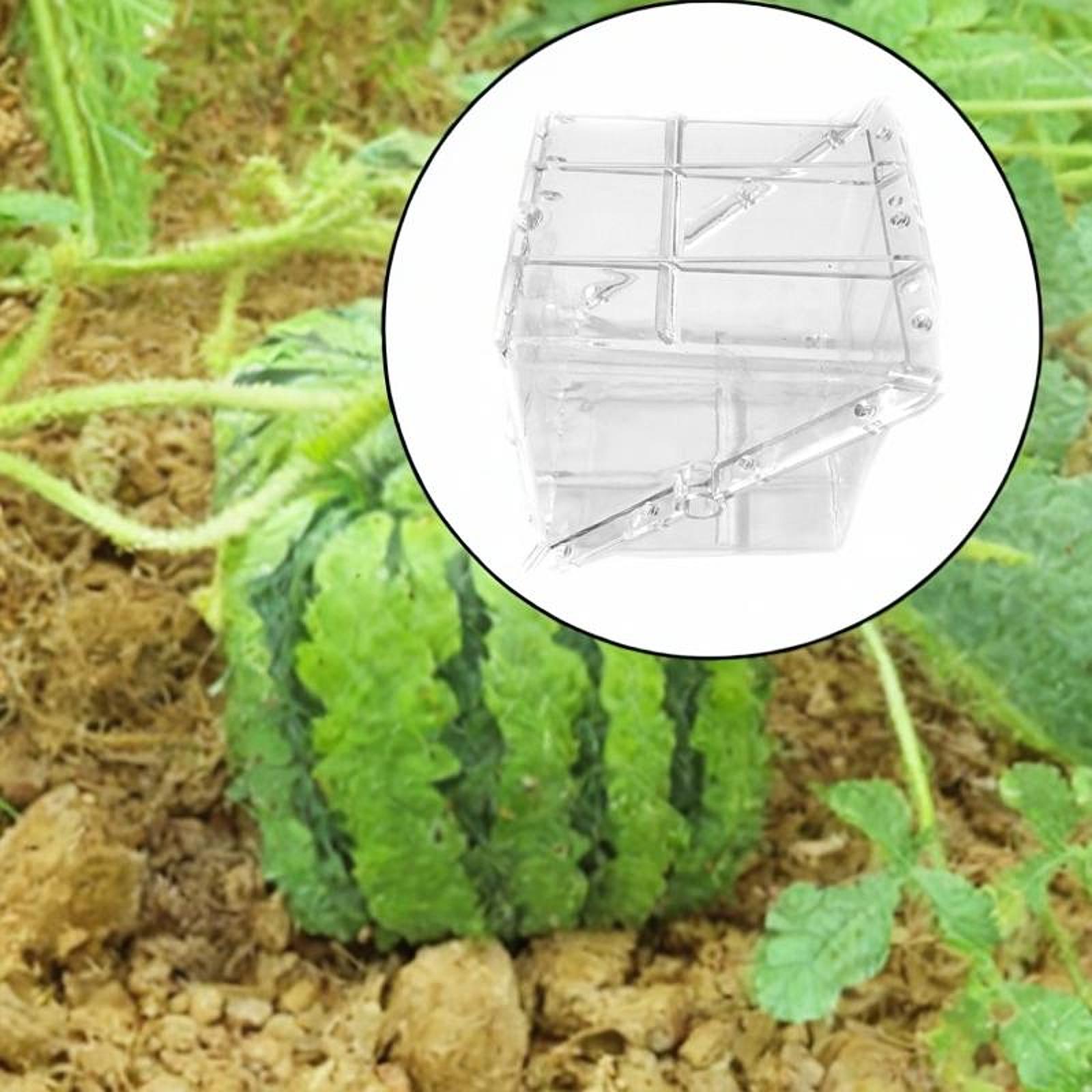 Quadratische Wassermelonen-Wac – Gardening Tools Unique Bewertung und Preis