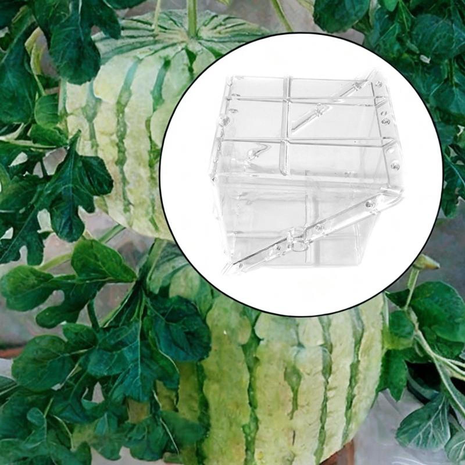 Quadratische Wassermelonen-Wac – Gardening Tools Unique Bewertung und Preis