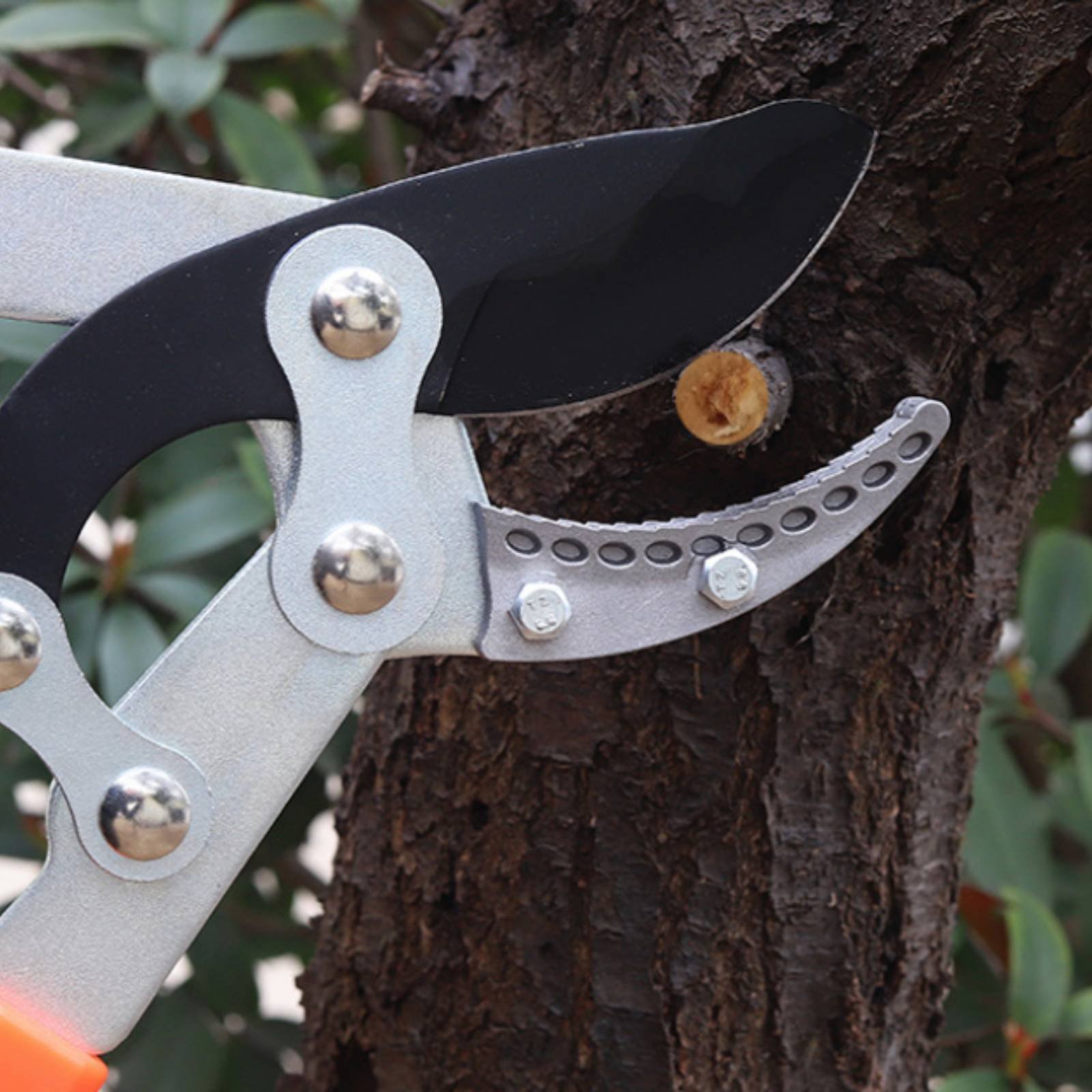 Teleskopische Astschere mit Sc – Gardening Tools In Bewertung und Preis