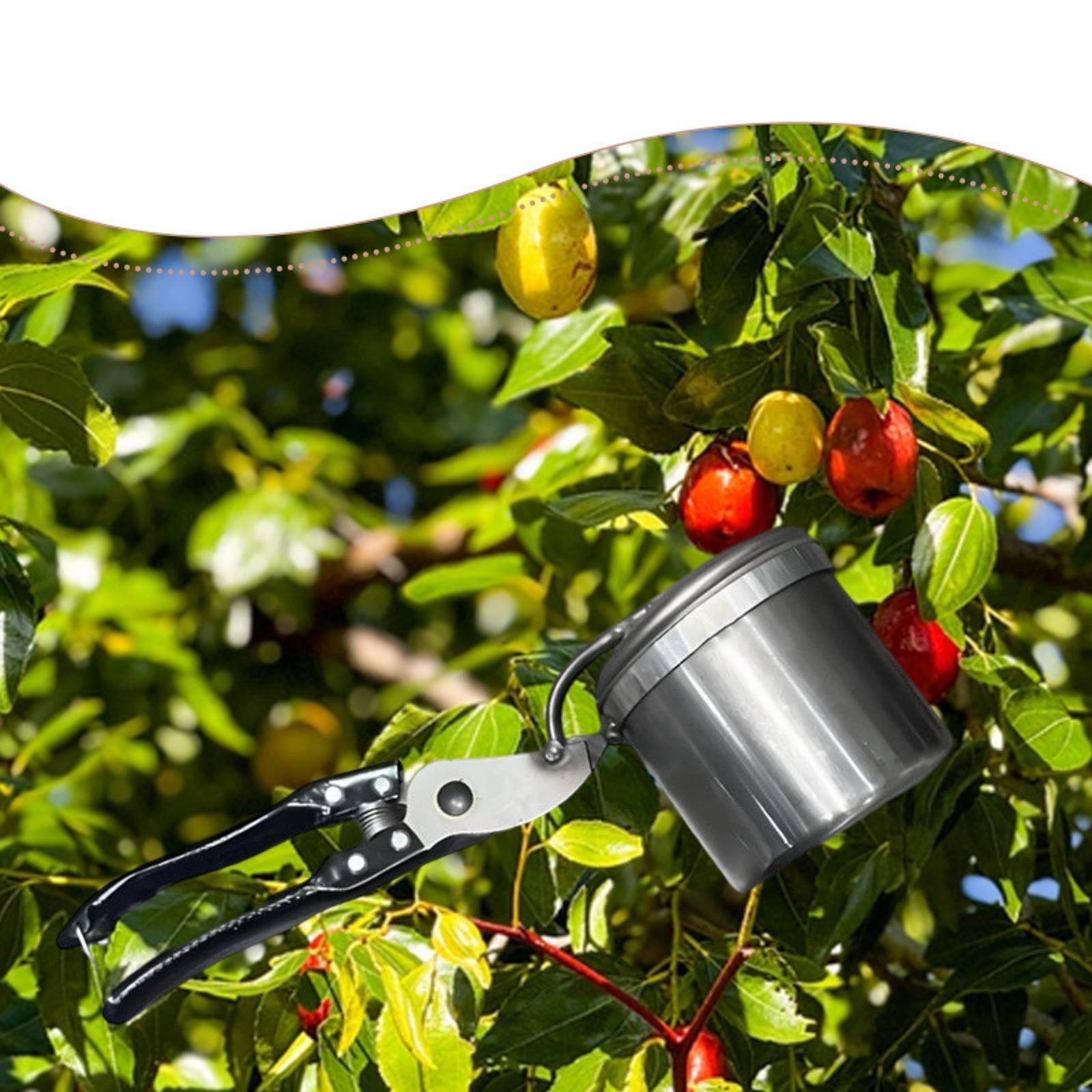 Obstpflücker, einfach zu verwe – Gardening Tools Vegetables Bewertung und Preis